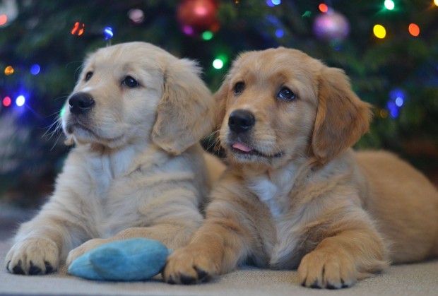 Golden Retriever klyk kutyusok