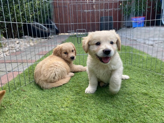 Golden Retriever kutyusok elvihetk!