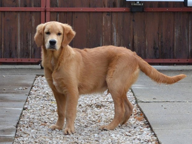 Golden Retriever nvendk klyk kutyusok