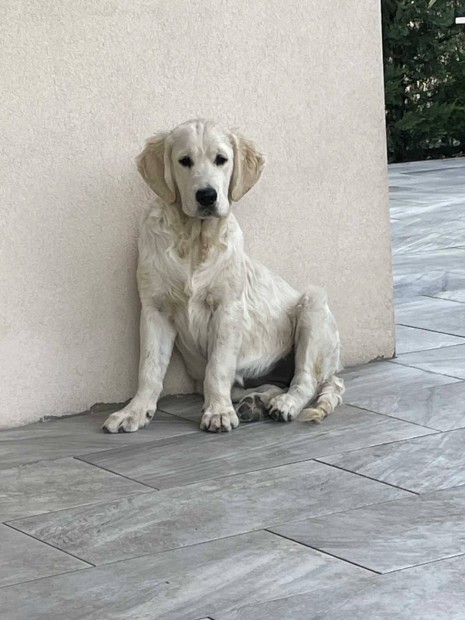 Golden Retriever szuka kutyus