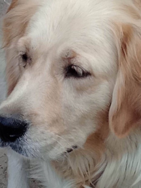Golden retriever Jelleg