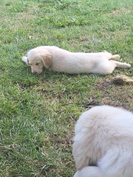 Golden retriever fajta jelleg