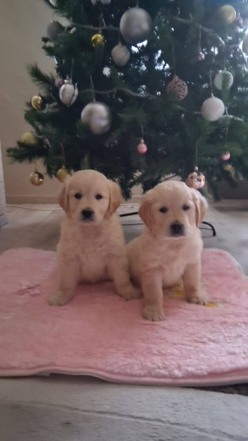 Golden retriever fajtatiszta jelleg kiskutyk ingyen elvihetek