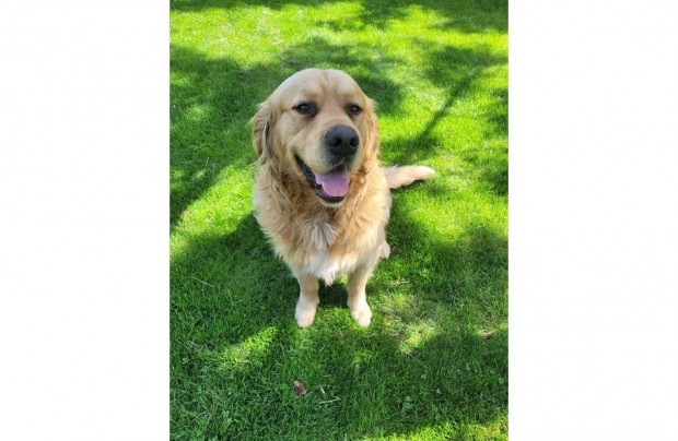 Golden retriever jelleg 2 ves kan ajndkba, Debrecen