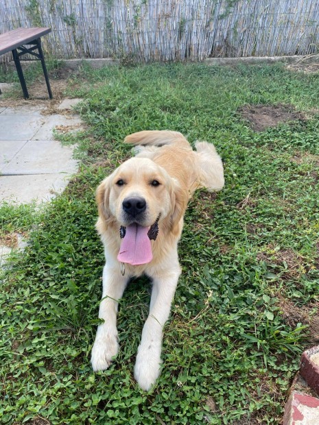 Golden retriever jelleg