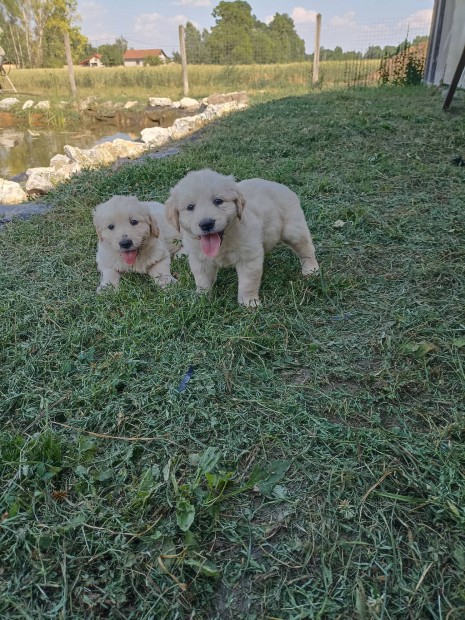 Golden retriever jelleg