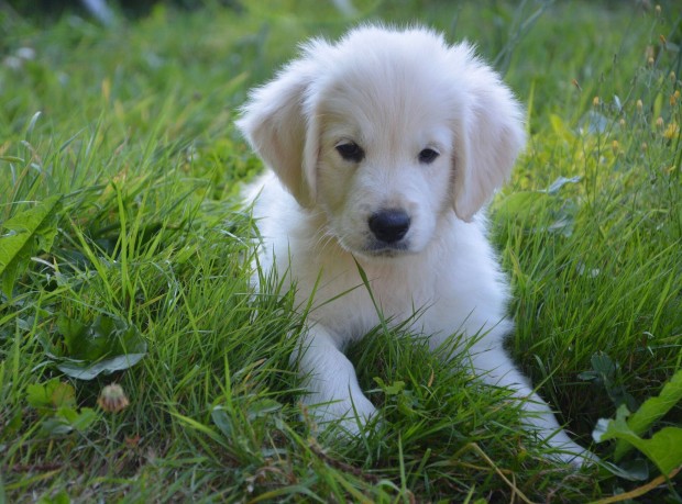 Golden retriever jelleg