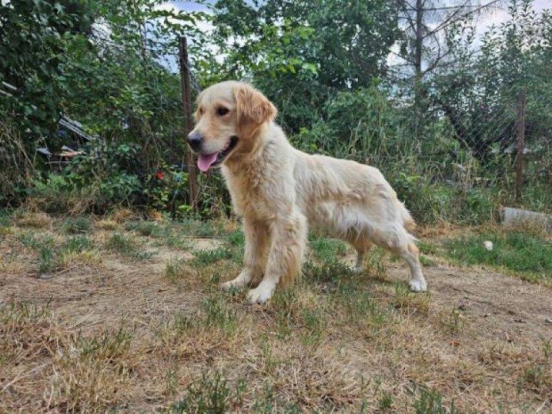 Golden retriever jelleg Anasztzia gazdt keres