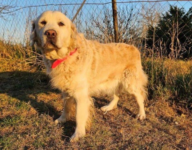 Golden retriever jelleg Borka gazdt keres