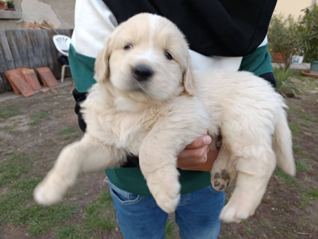 Golden retriever jelleg kiskutya