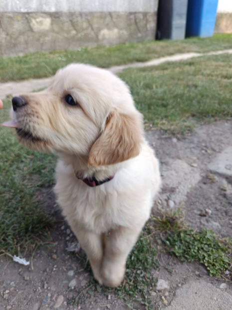 Golden retriever jellegű kiskutyák