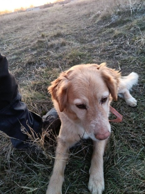 Golden retriever jelleg kutyus Ingyen Elvihet