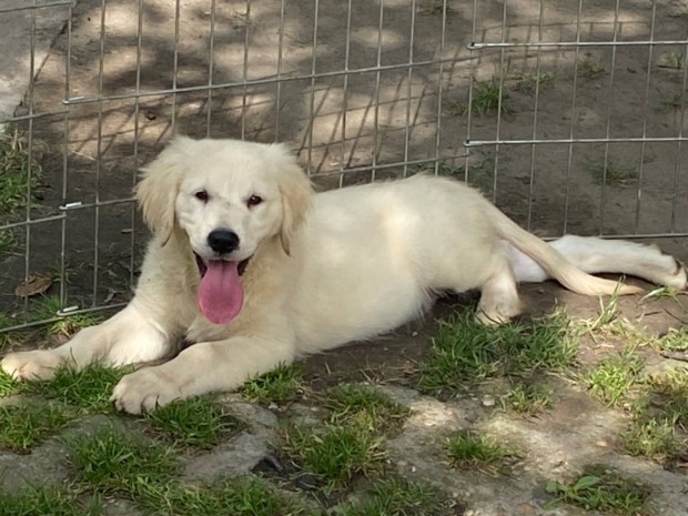 Golden retriever kiskutya elad