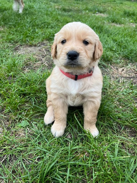 Golden retriever kiskutyk