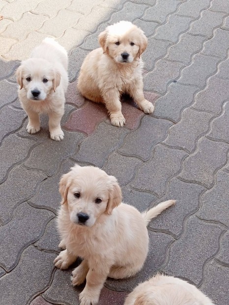 Golden retriever kiskutyk