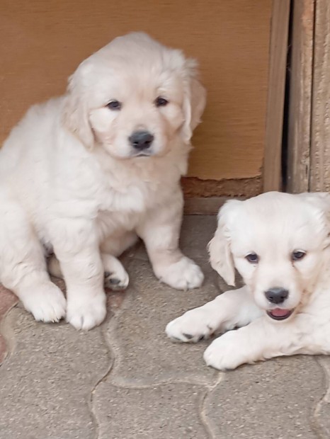 Golden retriever kiskutyák