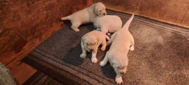 Golden retriever kiskutyk