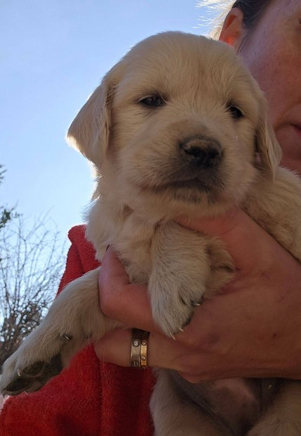 Golden retriever kiskutyk