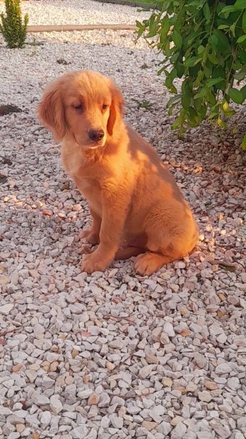 Golden retriever kiskutyk