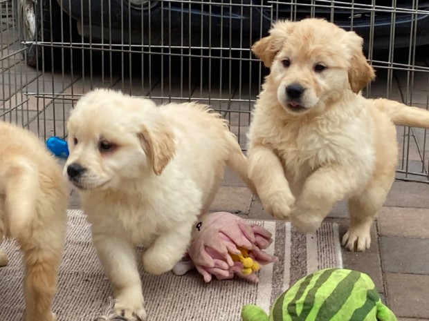 Golden retriever kiskutyk eladk