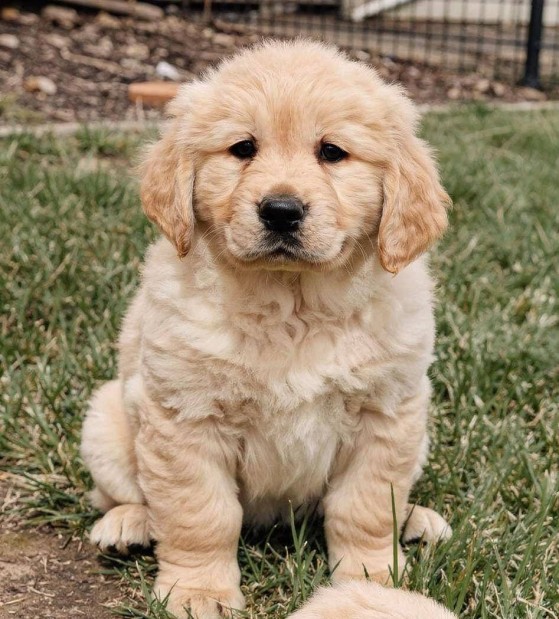 Golden retriever k�lyk�k elad�k,el�jegyezhet�k