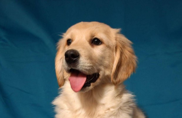 Golden retriever klyk elad