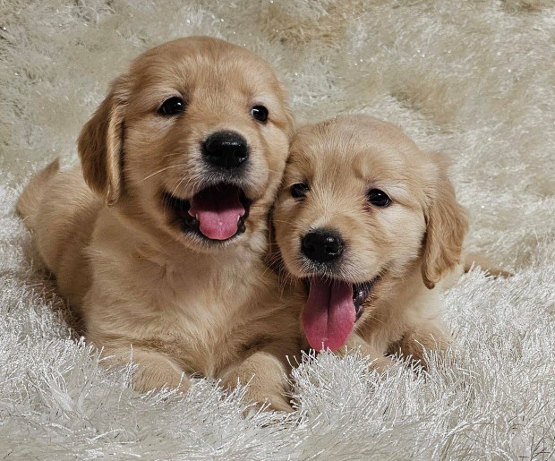 Golden retriever kölyök eladó