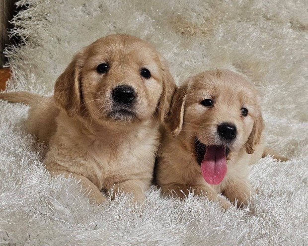 Golden retriever klyk kutya,kiskutya elad