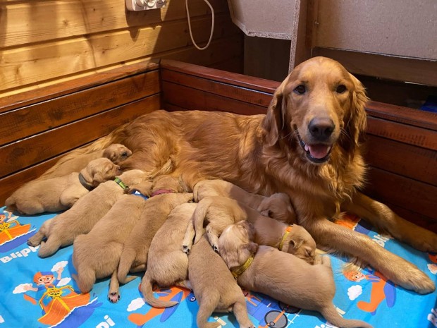 Golden retriever minsgi kiskutyk