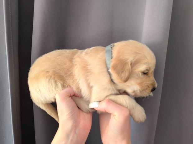 Golden retriver kan