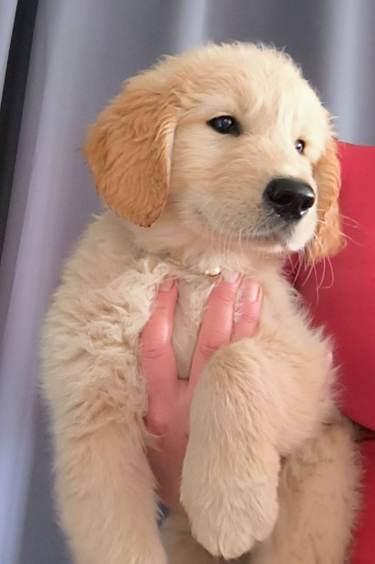 Golden retriver szuka