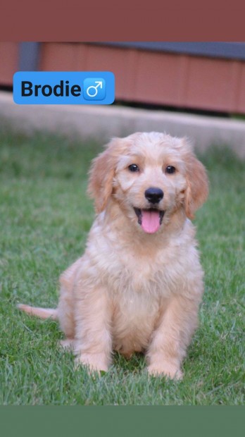 Goldendoodle (F1 Goldendoodle anya + Uszkr apa)