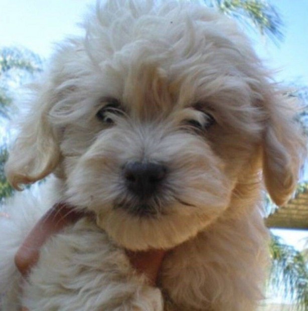 Goldendoodle (jelleg)gynyr kiskutyk keresik az lomgazdit ingyen