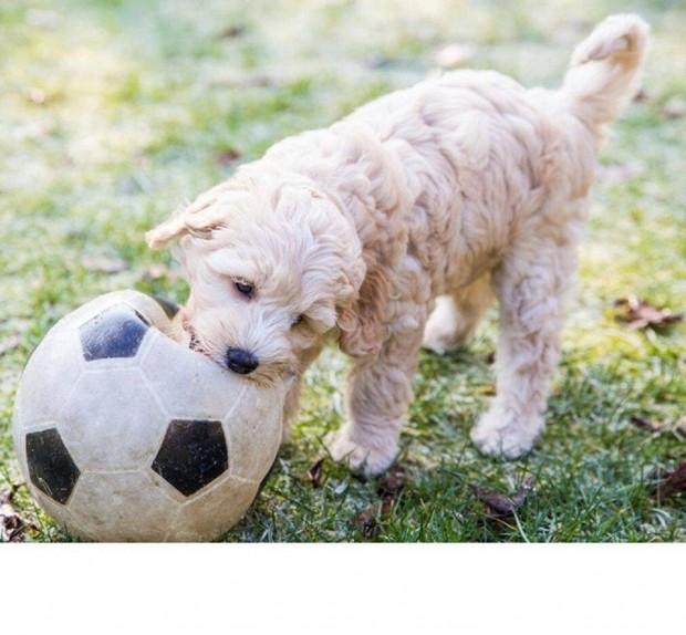 Goldendoodle csodaszp kiskutyk keresik a szeret gazdit ingyenesen