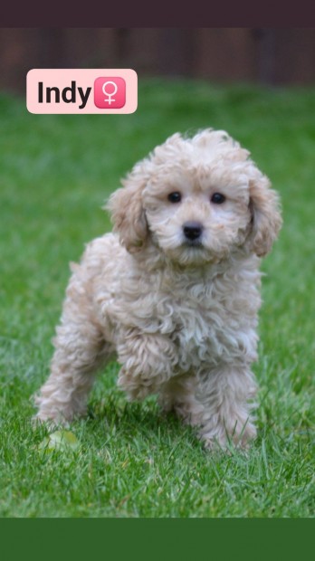 Goldendoodle fajta jelleg kutyusok