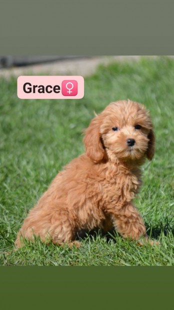 Goldendoodle fajtajellegűek Goldenretriever Uszkár