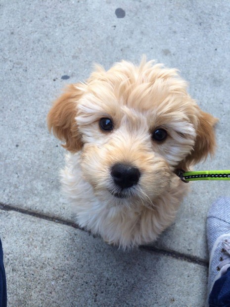 Goldendoodle(jelleg)kiskutyk rkbefogadsra ingyen