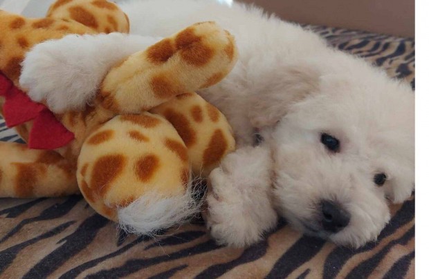 Goldendoodle kiskutyk fajtajellegek rkbefogadsra ingyenesen