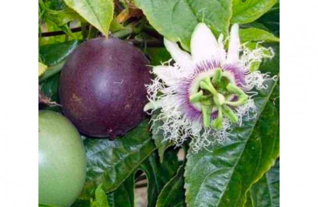 Golgotavirg/ Maracuja Passiflora edulis palnta