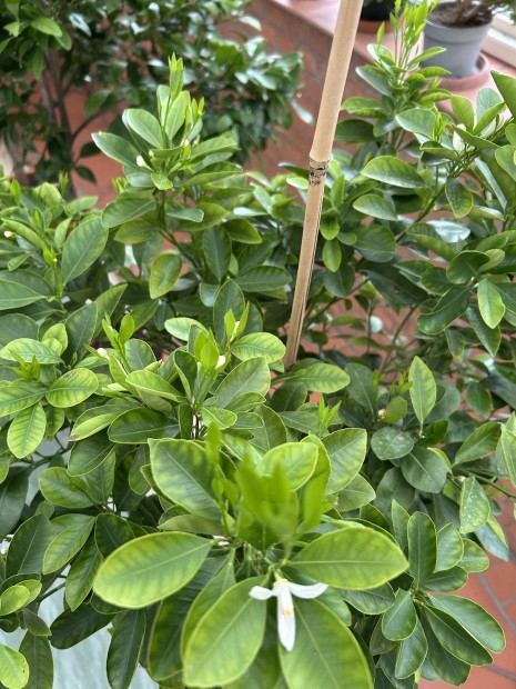 Gmb Kumquat
