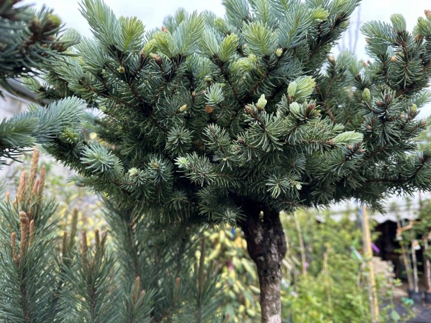 Gmb ezstfeny trzsre oltva (Picea pungens 'Globosa Nana')