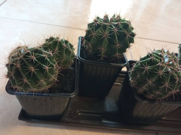 Gmb kaktuszok 