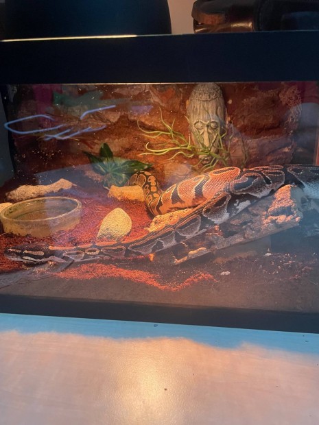 Gmbpiton terrariummal