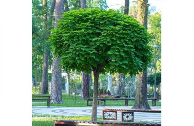 Gmbszivarfa - Catalpa bignonioides 'Nana'