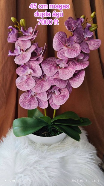 Gondozsmentes orchidea