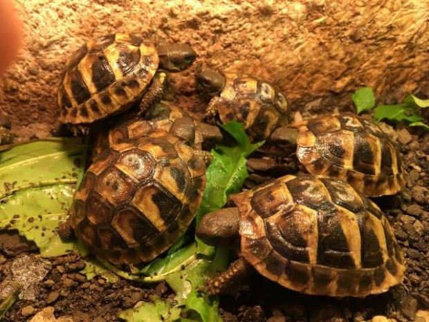 Görög és szegélyes teknős terráriummal is eladó olcsón!