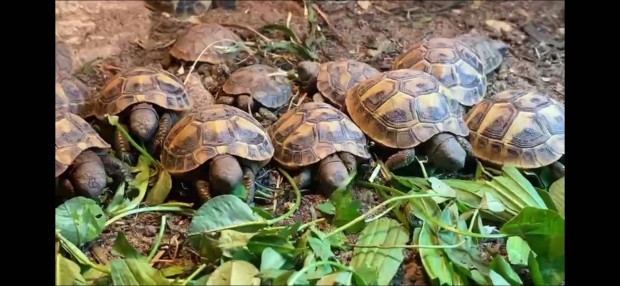 Grg tekns (Testudo hermanni boettgeri)