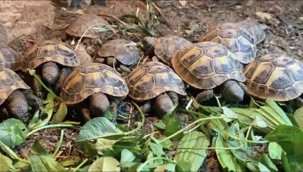 Grg tekns (Testudo hermanni boettgeri)