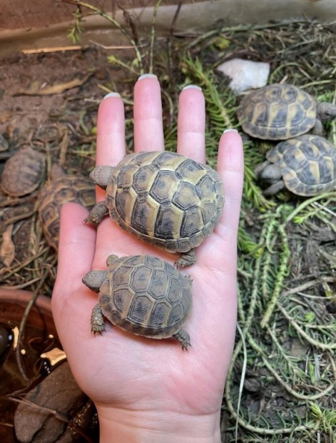 G�r�g tekn�s (k�tf�le alfaj)