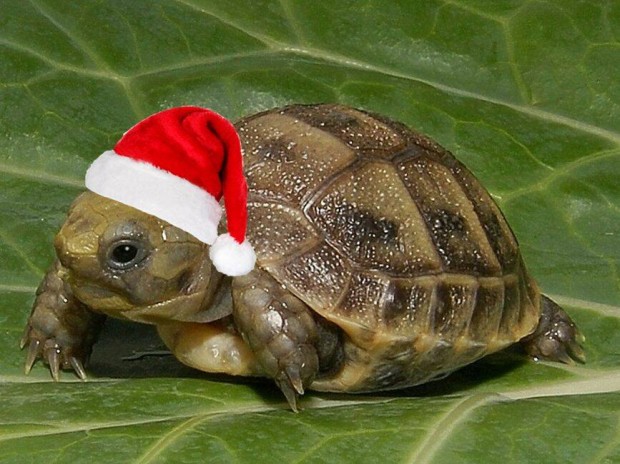 Görög teknős bébi + teljes felszerelés olcsón! Karácsonyra is!